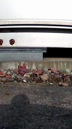 多肉は美味しい…らしいの記事動画