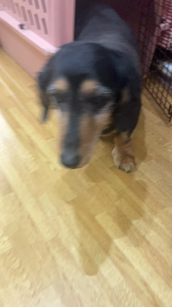 皆様是非見てください(･          ∀          ･)の記事動画