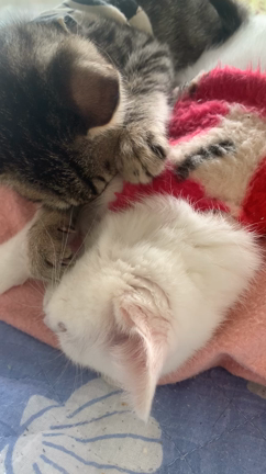 ご支援ありがとうございます　〜年末大子猫まつり〜の記事動画