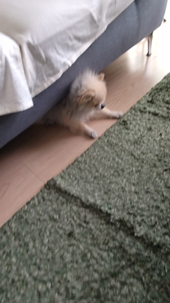 ちび太がいての記事動画