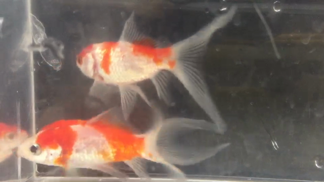 きらきら金魚と改良メダカとねこちゃん 金魚坂ブログ