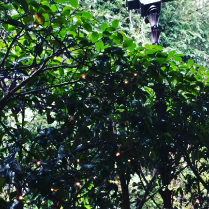 ネコバスの記事動画