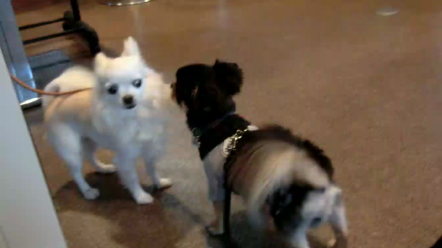 伊豆旅行 和山海料理 宇賀神の記事動画