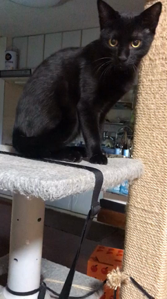 人権侵害？違うよ。宗教行為だよ。 名誉毀損？違うよ。宗教行為だよ。の記事動画