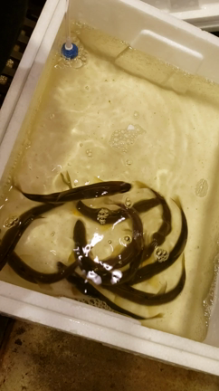 天然活け鮎の記事動画