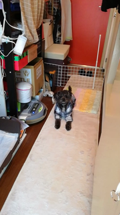 お手伝い犬の記事動画