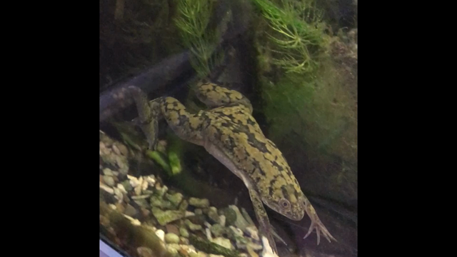 嬉しかったこと！  ～リアル英会話の記事動画