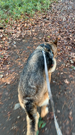 鴨がいたのねの記事動画