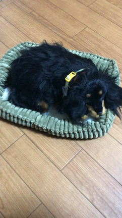 千葉にて書初め。の記事動画