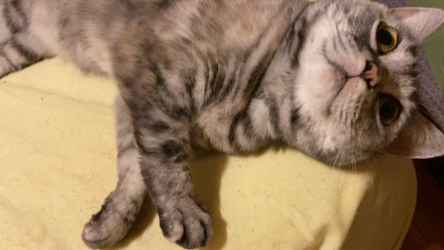 愛猫ランちゃんバースデーの記事動画