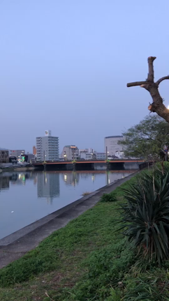 今日から高知。の記事動画