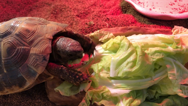 もしもし亀よ～亀さんよ～♪♪の記事動画