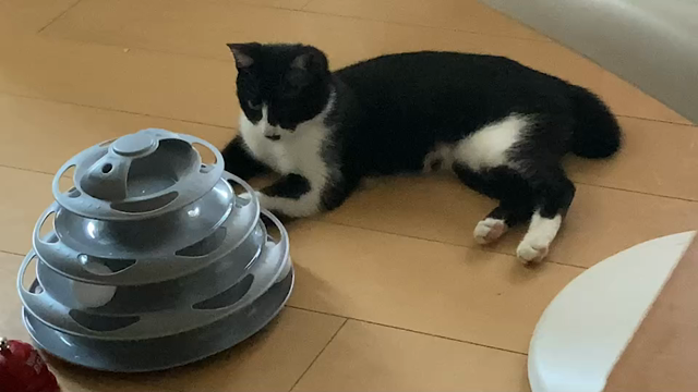 プリンちゃんとマリちゃん☆動画編の記事動画