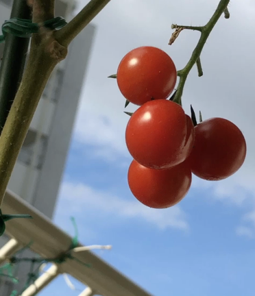 蝉時雨の記事動画