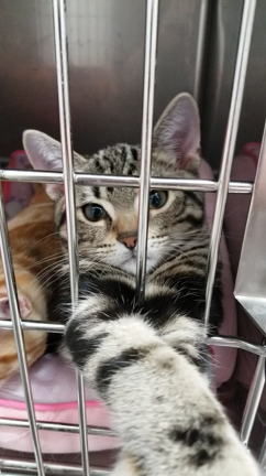 ホテルご報告の記事動画