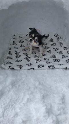 かまくら！！の記事動画