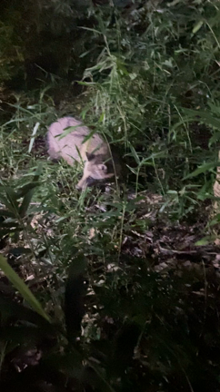 【リリース情報】虹色、空雲兄弟リリース！！の記事動画