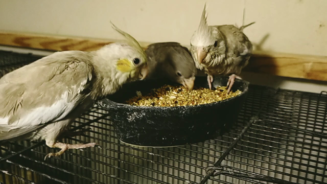 もぐもぐタイムの記事動画