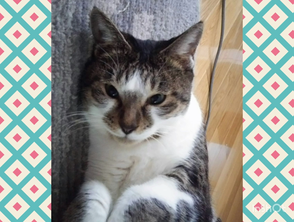 マグカップ(*´ ˘ `*)の記事動画