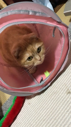 長い長〜いの記事動画