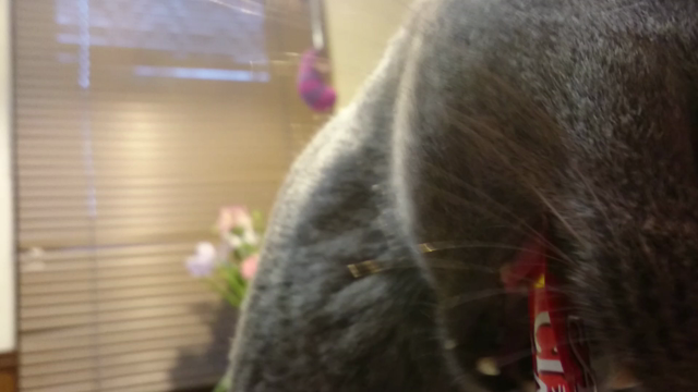 ルフィオ、10歳の記事動画