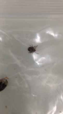 マダニとSFTS(重症熱性血小板減少症)の記事動画