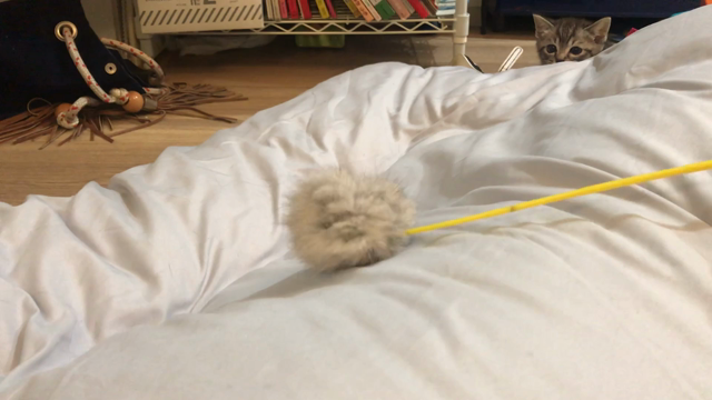 GWで増す食欲。どうしたものか。の記事動画