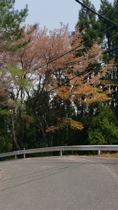 桜吹雪ライド～京見峠から雲ケ畑への記事動画