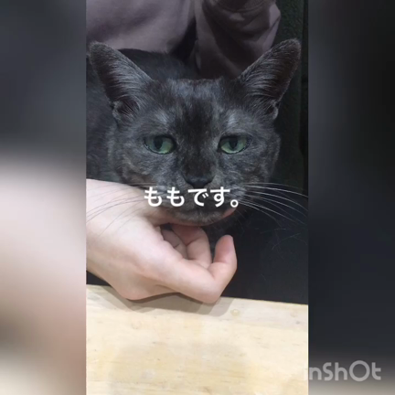 地震！コールスローともも[動画]の記事動画