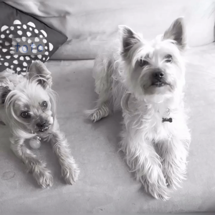 トトの息子、クッキーの旅立ちの記事動画