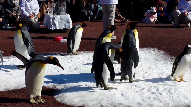 ☆和歌山　アドベンチャーワールド　動画　ペンギンパレード編の記事動画