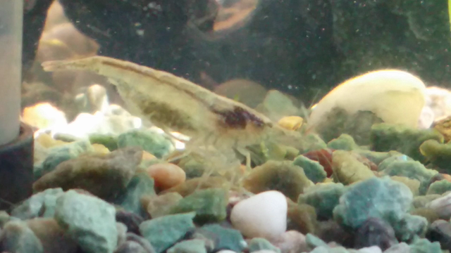 メダカ水槽の底面ではの記事動画