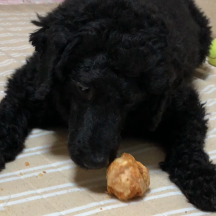 クロイヌとチーズとロカボダイエットの記事動画