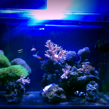 生体の追加をしました。(￣(工)￣)の記事動画