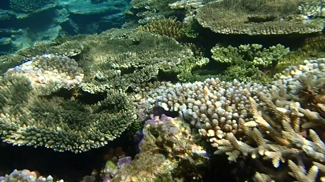 【与論島2日目】珊瑚の街の記事動画
