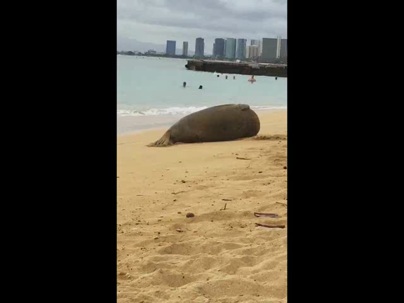 気持ちよさそうに転がっています!の記事動画