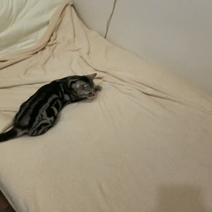 ✨モフモフ良い香り✨の記事動画