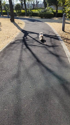 明日の予報は雪の記事動画