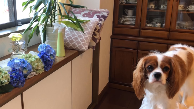 ルビーはご機嫌ななめの記事動画