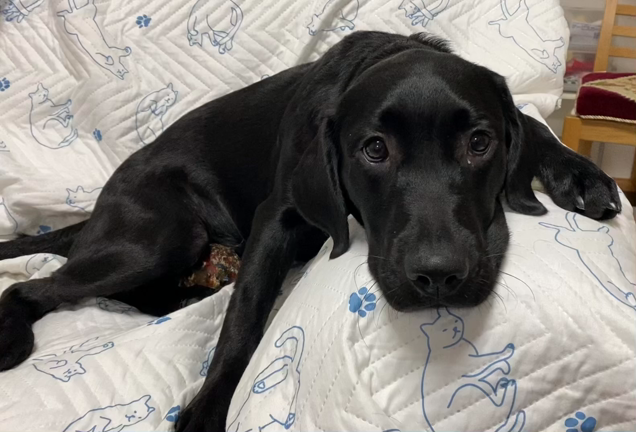 訓練士の女房2516の記事動画