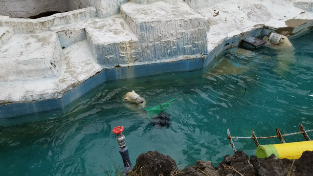 癒しを求めて天王寺動物園に♪＠大阪府の記事動画