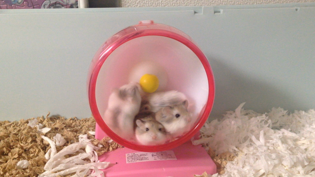 ロボkids 生後４カ月の記事動画