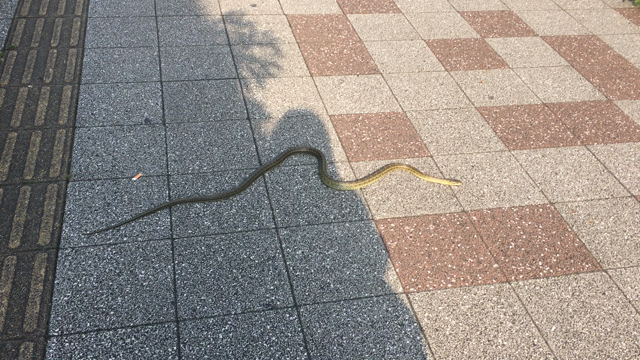 奇跡のトマト煮込みと、今日出逢ったレアな生き物。の記事動画