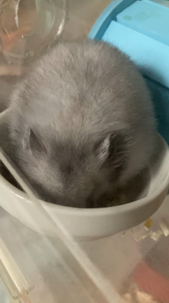 懐っこいଘ(੭´ ꒫`)੭̸*の記事動画