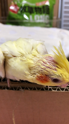 なんだろの記事動画