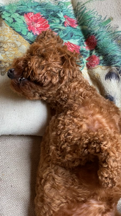 自分の耳を噛む トイプードルのモモちゃんとたまにハリネズミ