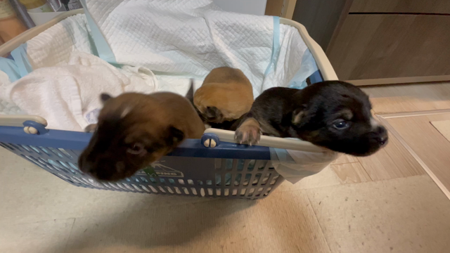 正式譲渡と新しいミルクの子達。の記事動画