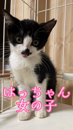 里親募集キャットフード2袋のはっちゃんの記事動画