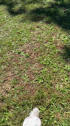 犬連れドライブの記事動画