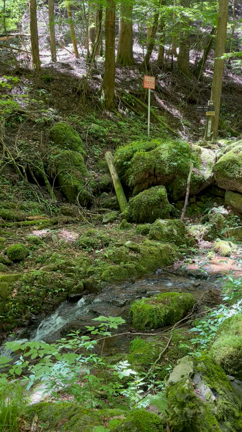新緑でリフレッシュの記事動画
